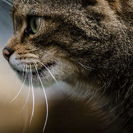 Scottish Wildcats: The Endangered Feline of Britain